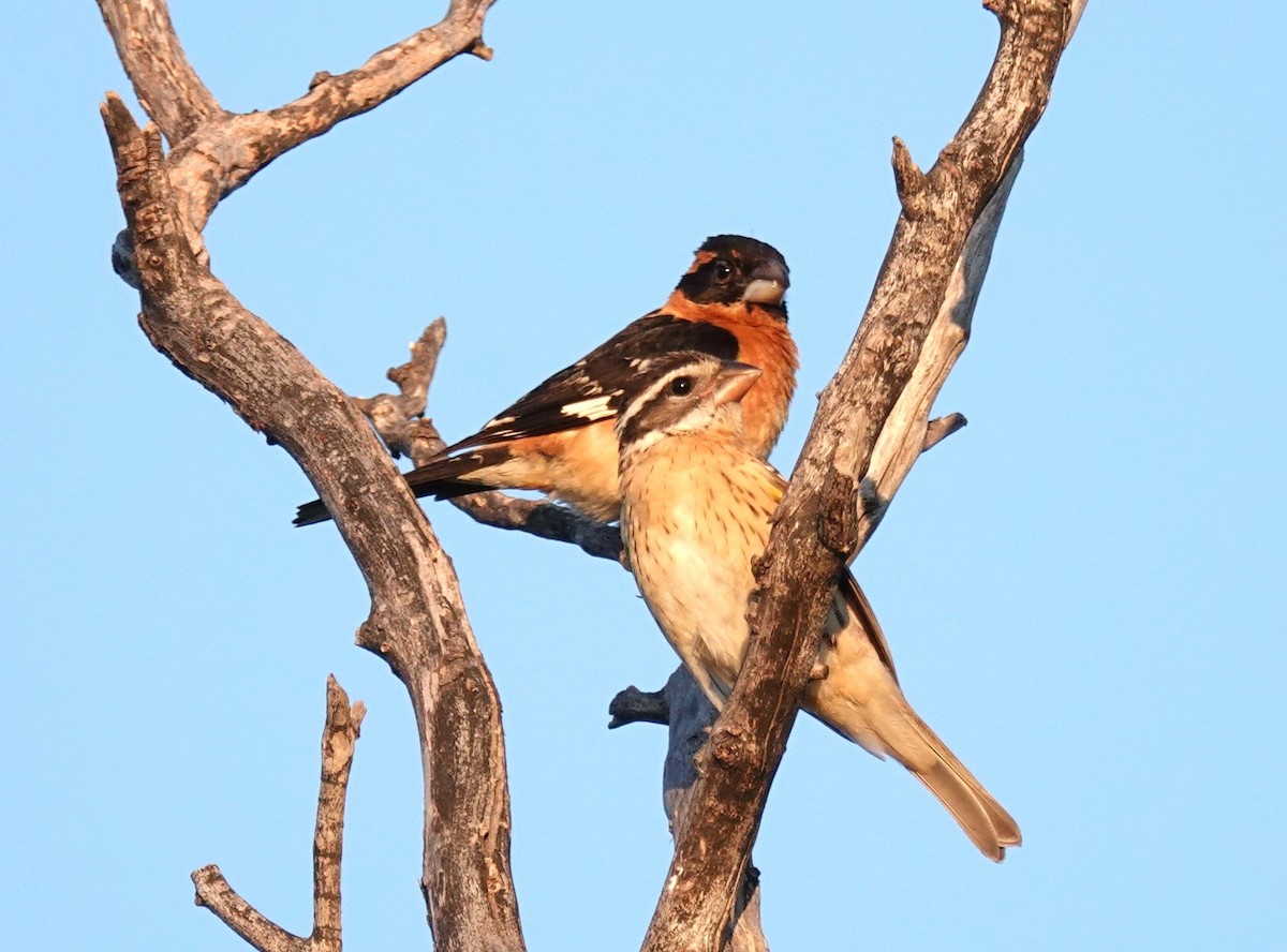 Black-headed Grosbeak - ML638385706