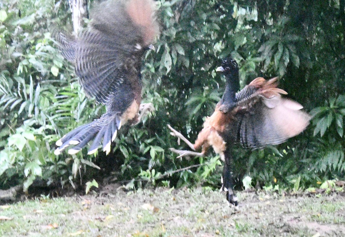 Blue-billed Curassow - ML638385708