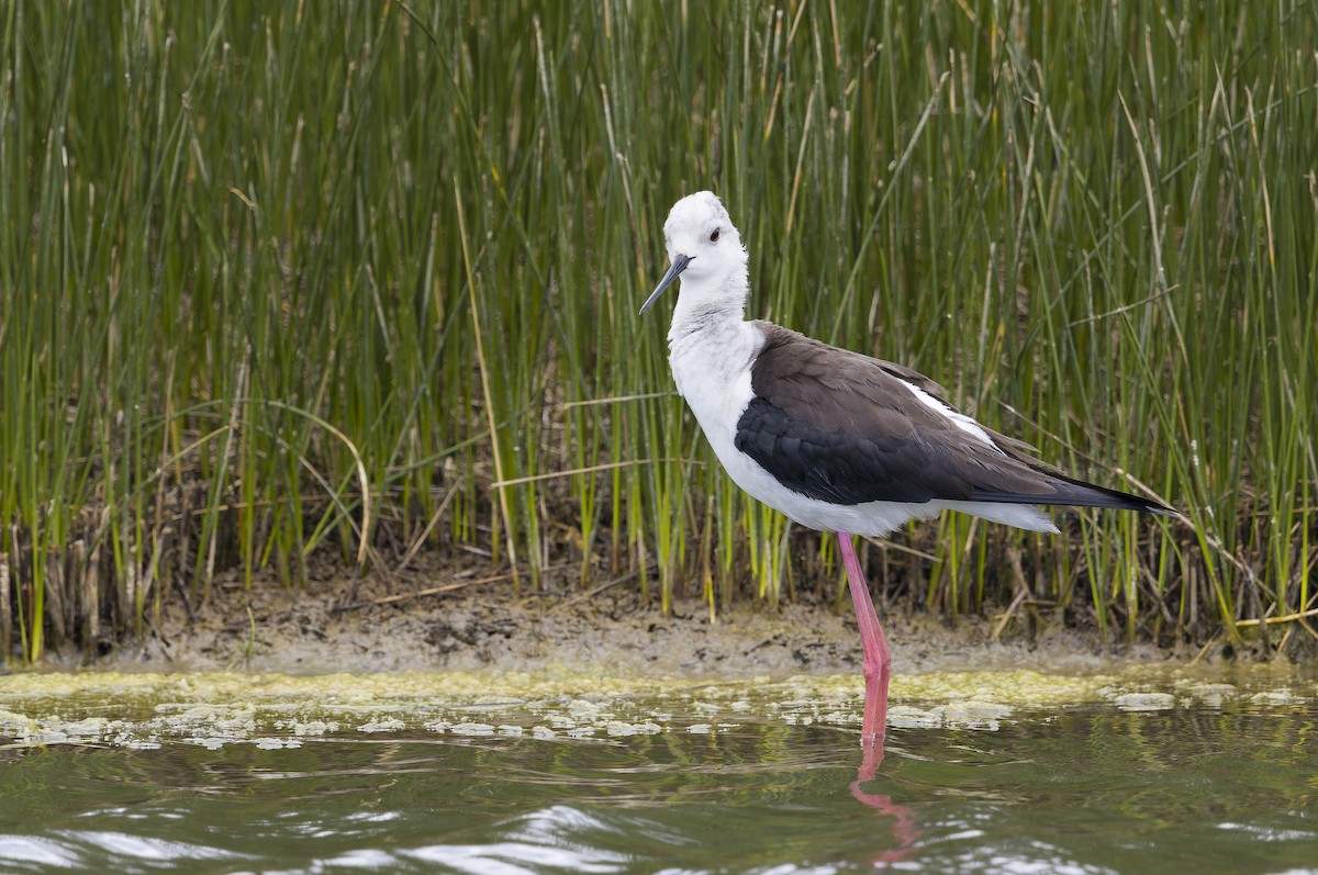 Black-winged Stilt - ML638385709