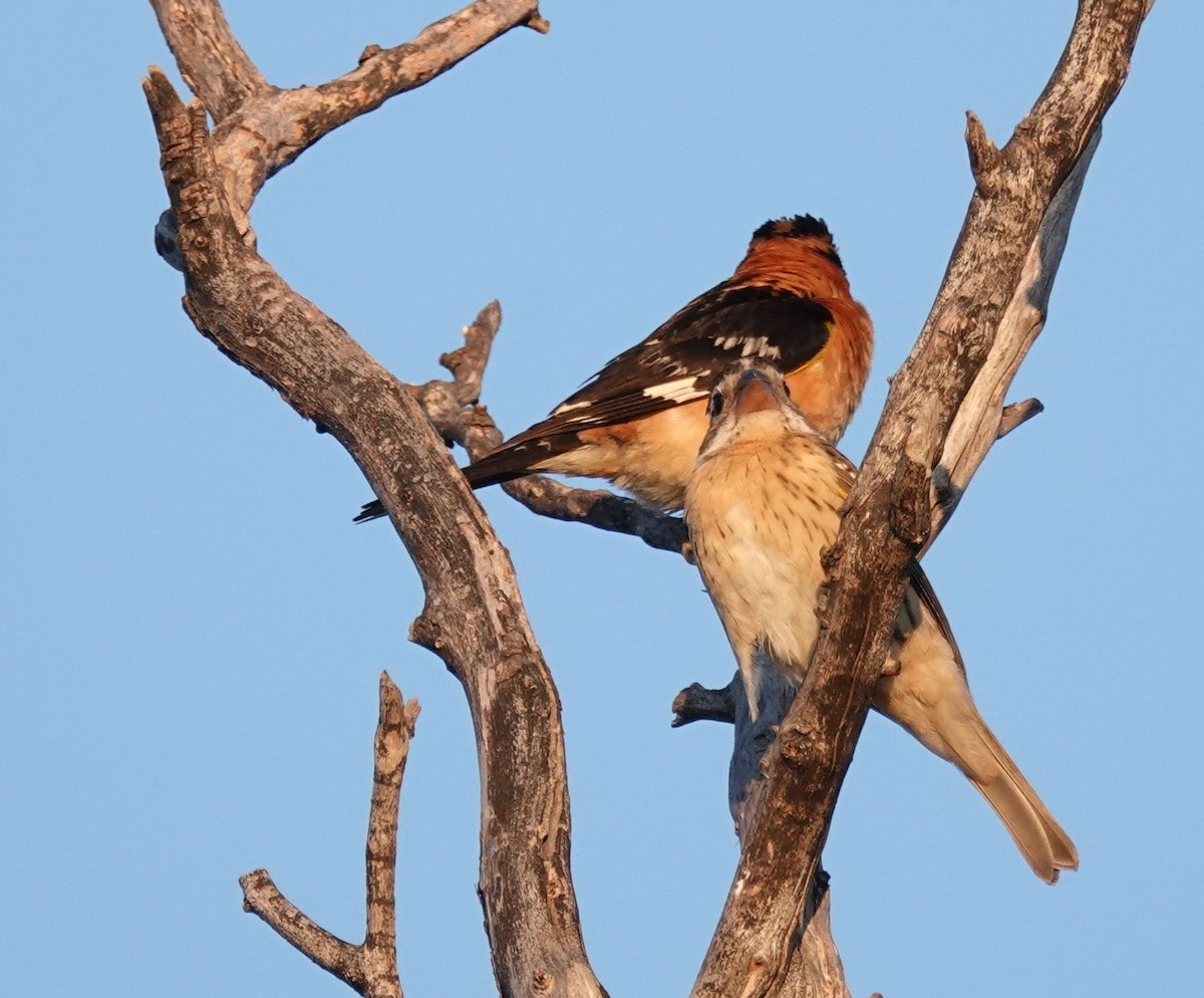 Black-headed Grosbeak - ML638385710