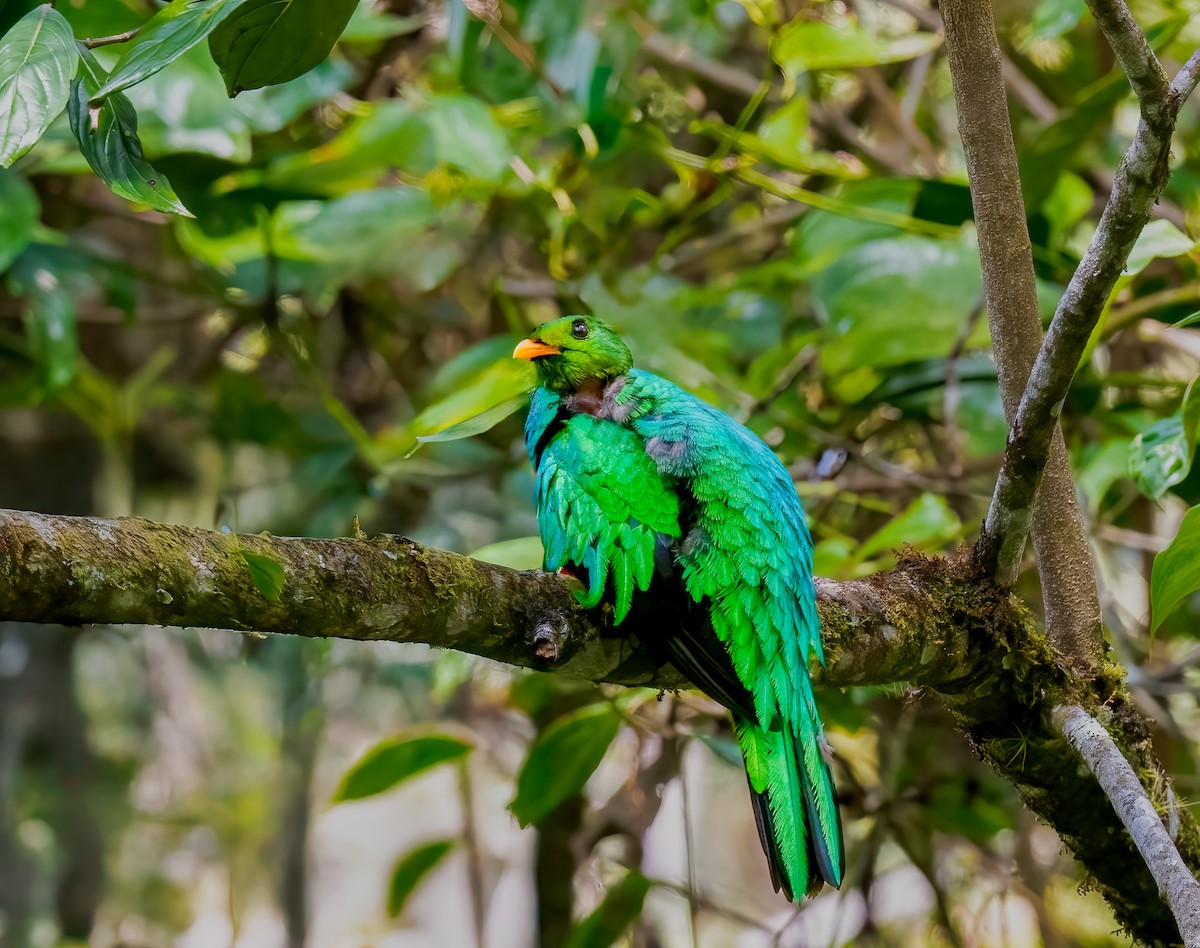Golden-headed Quetzal - ML638385711