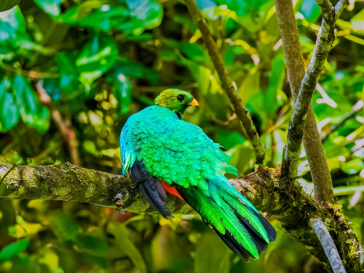 Golden-headed Quetzal - ML638385712