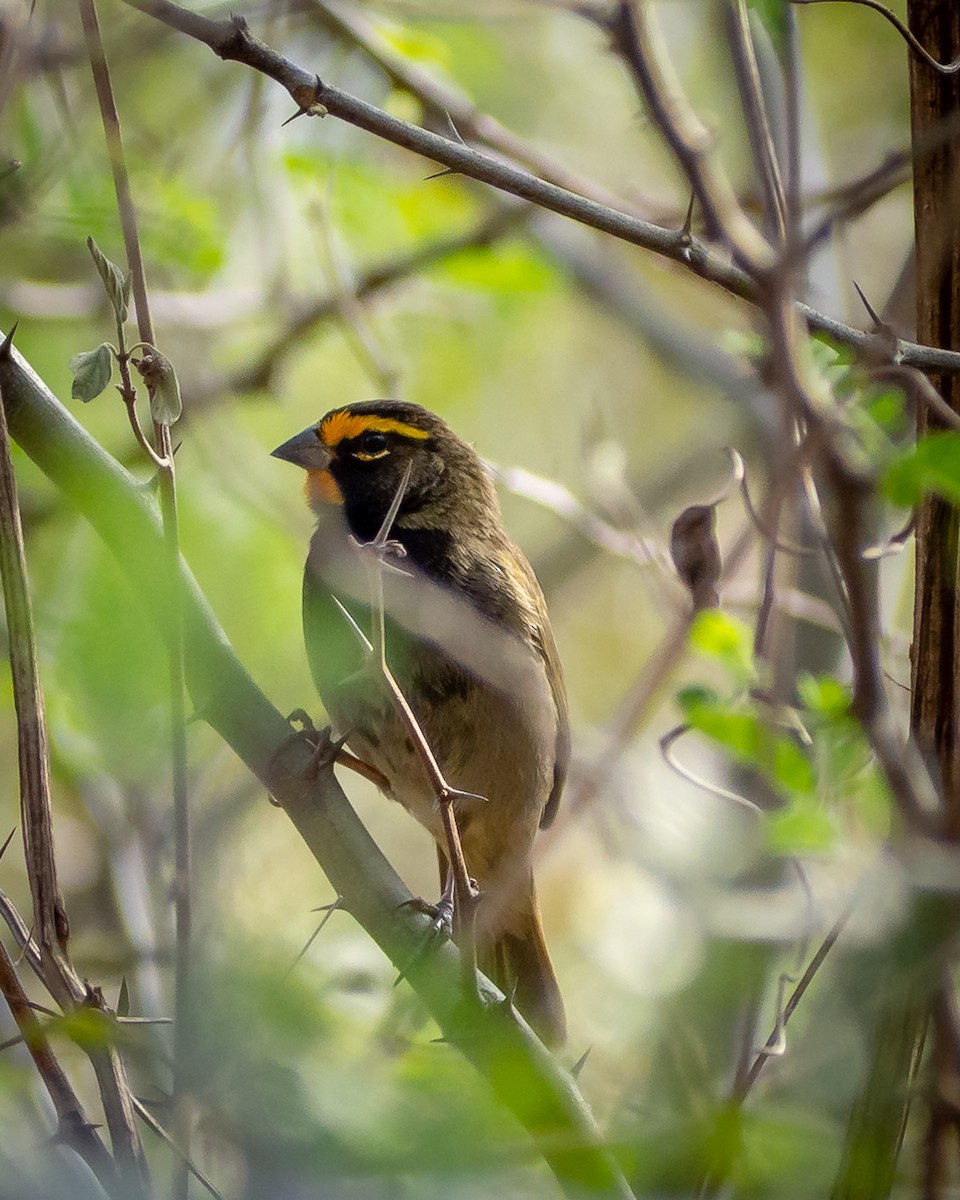 Yellow-faced Grassquit - ML638385713
