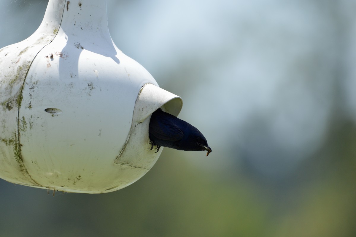 Purple Martin - ML638385714