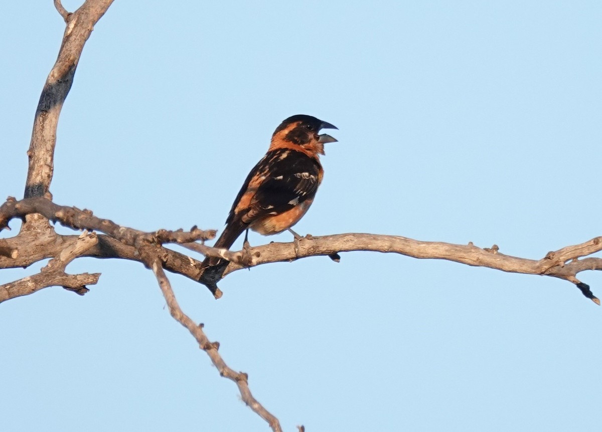 Black-headed Grosbeak - ML638385715