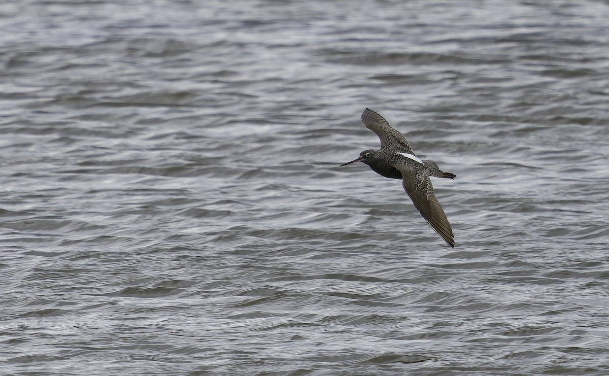 Spotted Redshank - ML638385716