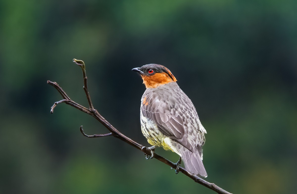 Chestnut-crested Cotinga - ML638385717