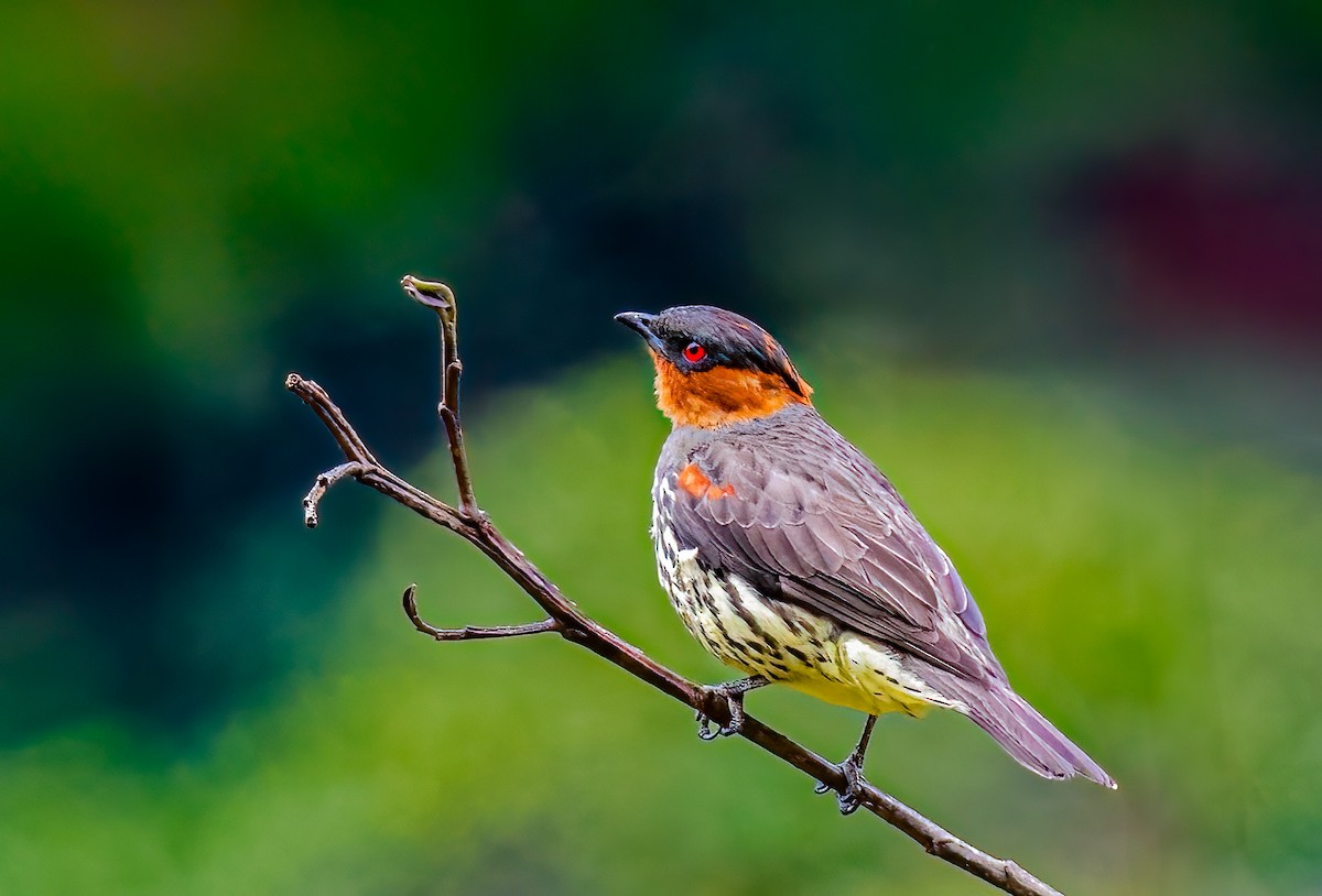 Chestnut-crested Cotinga - ML638385718