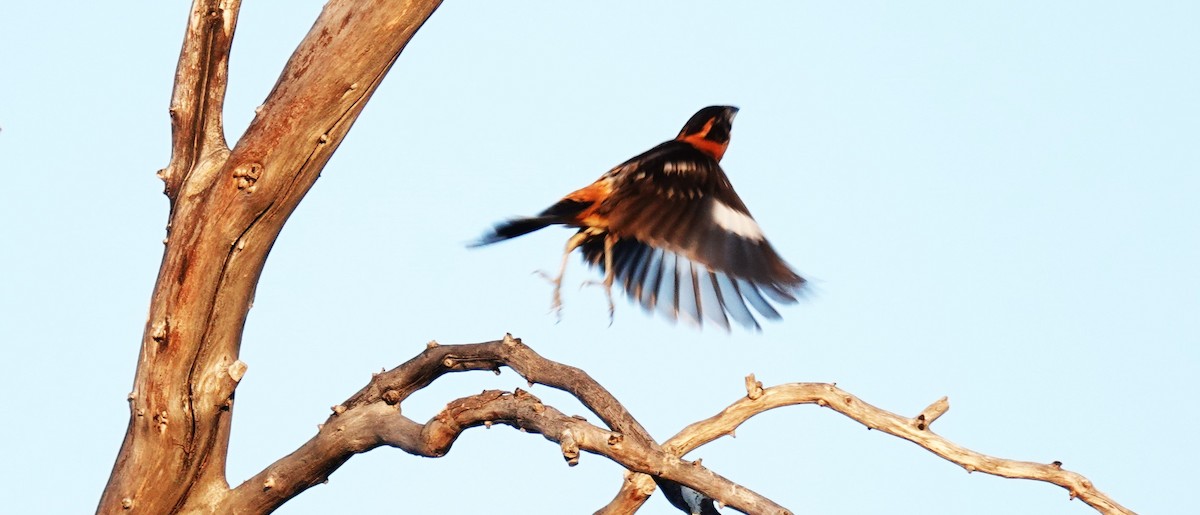 Black-headed Grosbeak - ML638385719