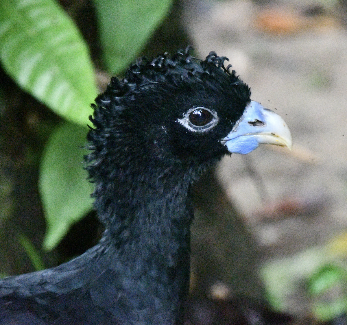 Blue-billed Curassow - ML638385725