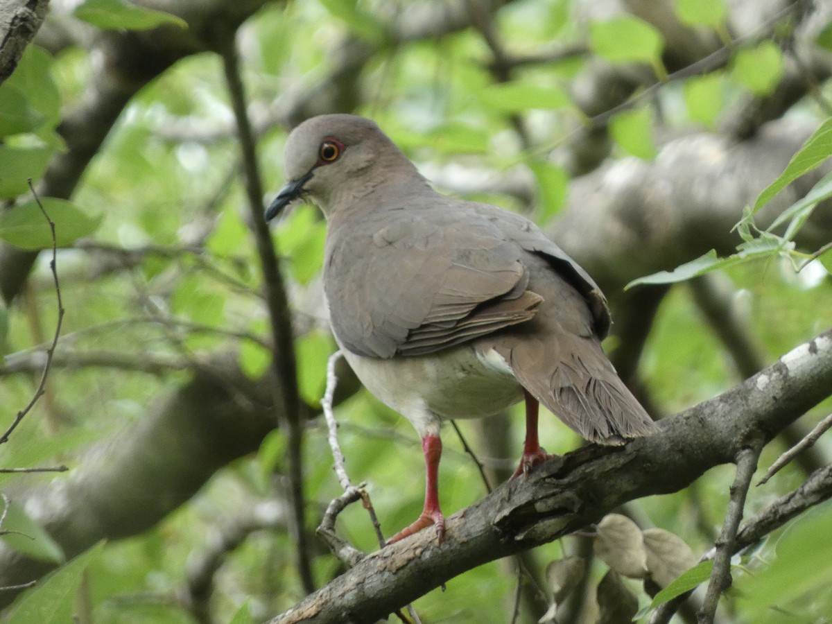 White-tipped Dove - ML638385728
