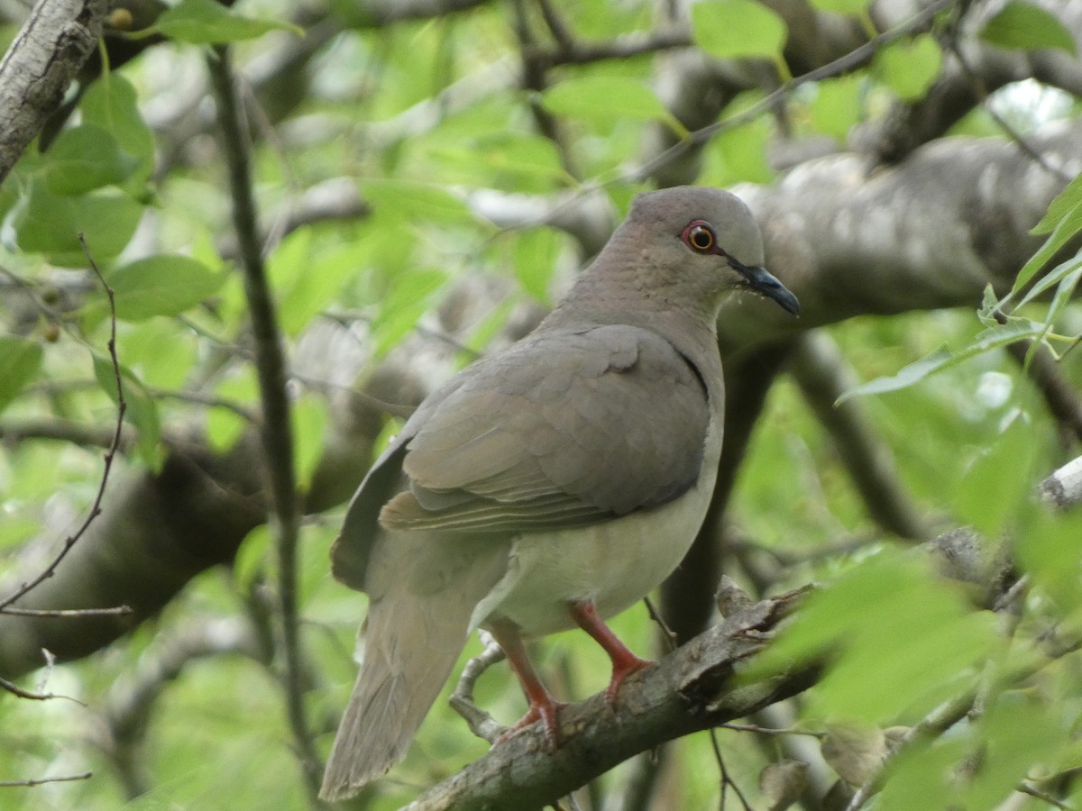 White-tipped Dove - ML638385729