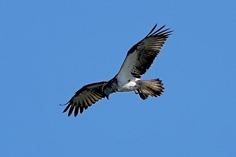 Osprey - ML638385730