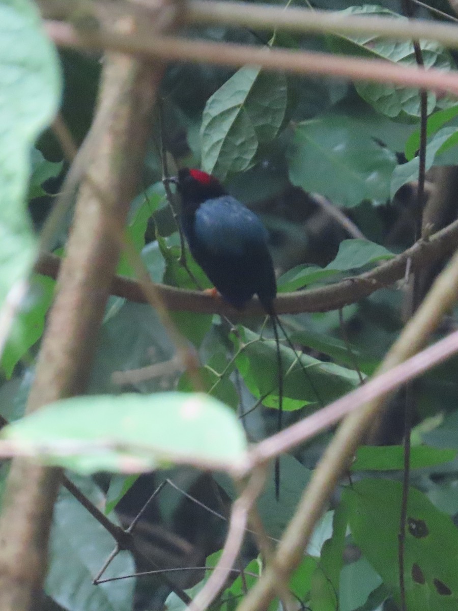 Long-tailed Manakin - ML638385760