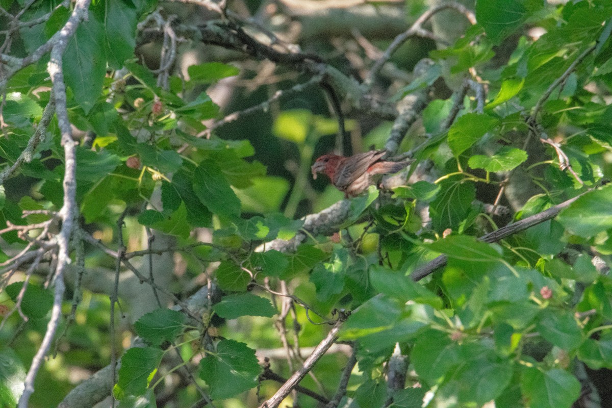 House Finch - ML638385761