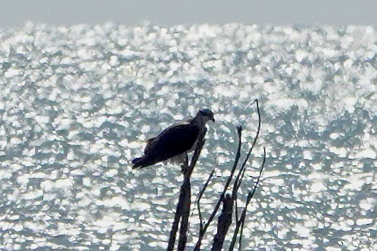 Osprey - ML638385775
