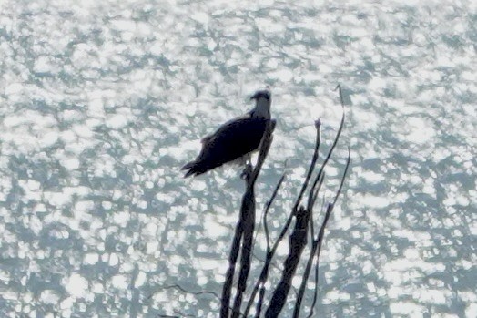 Osprey - ML638385776