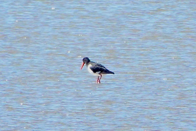 Pied Oystercatcher - ML638385781