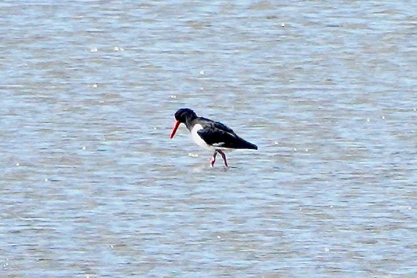 Pied Oystercatcher - ML638385785