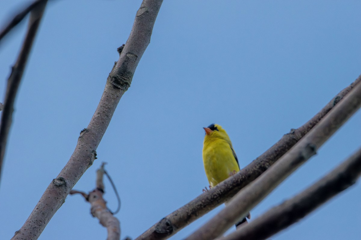 American Goldfinch - ML638385794
