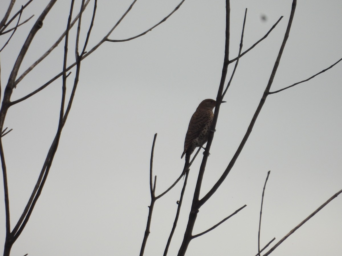 Northern Flicker - ML638385795