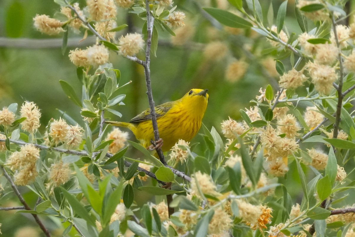 Goldwaldsänger - ML638385799