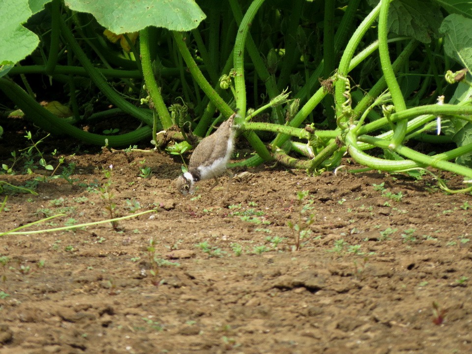 小環頸鴴 - ML638385800