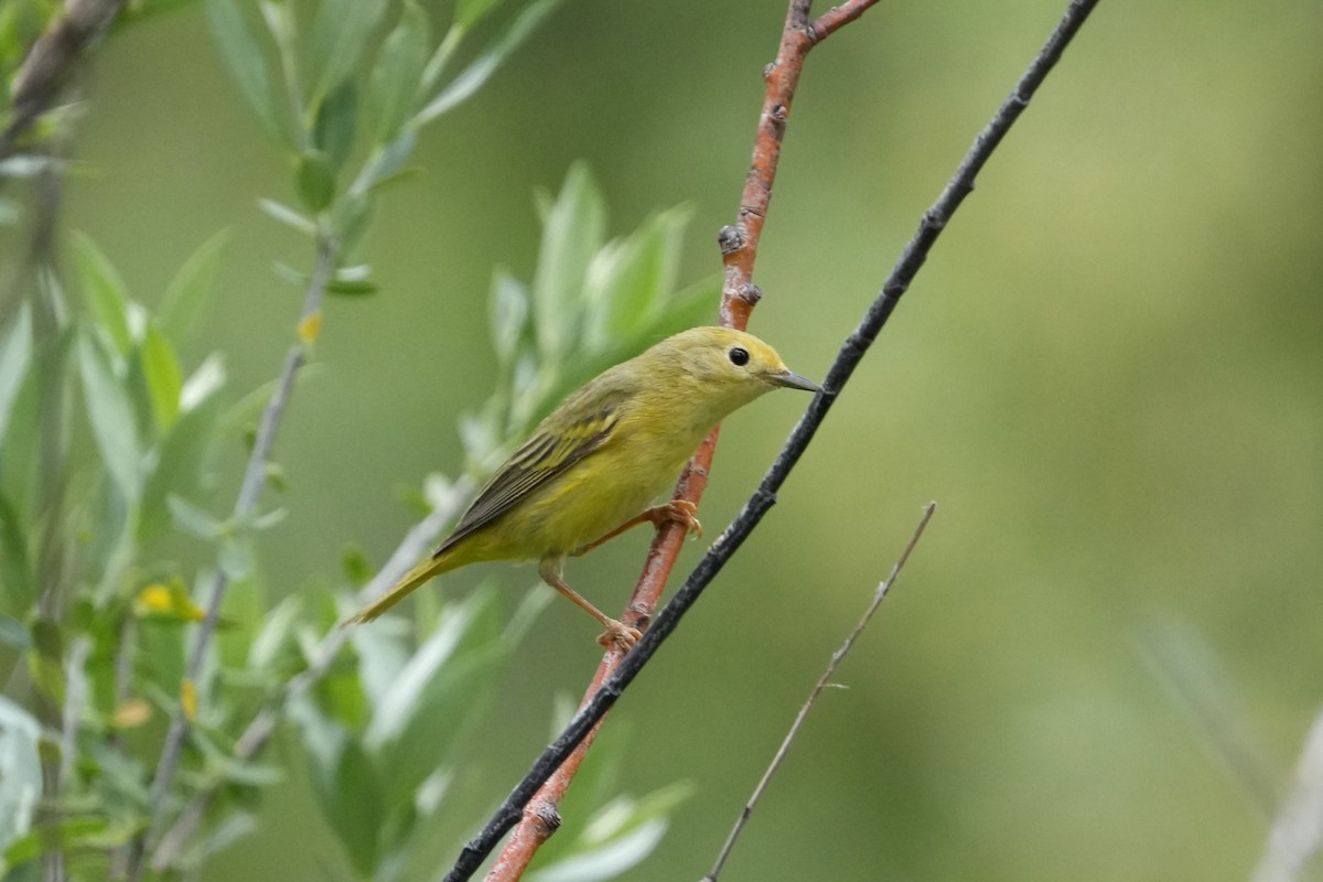 Goldwaldsänger - ML638385801