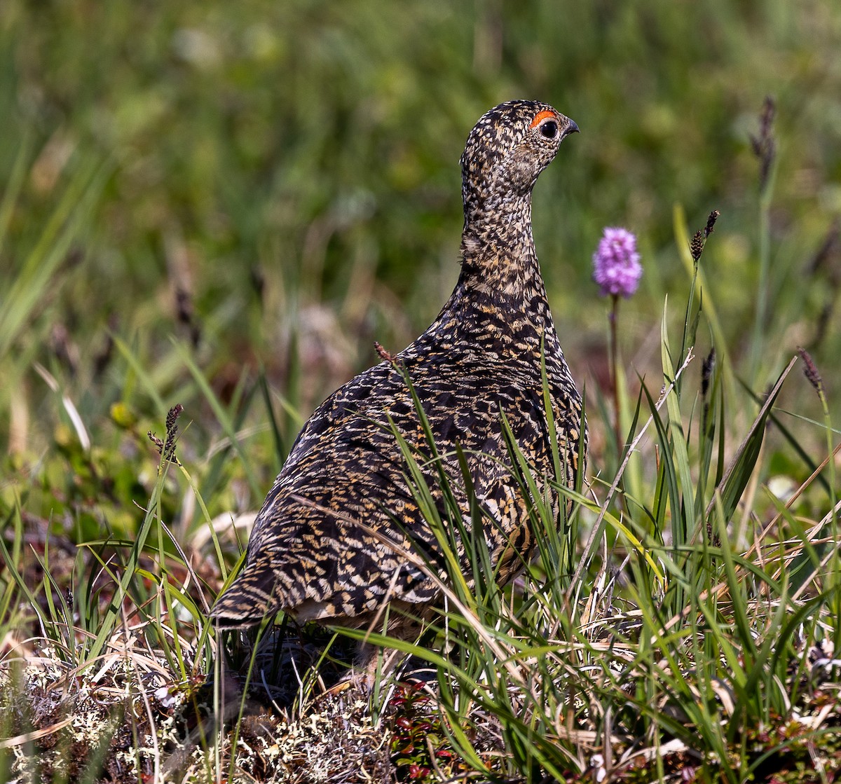 ライチョウ - ML638385802