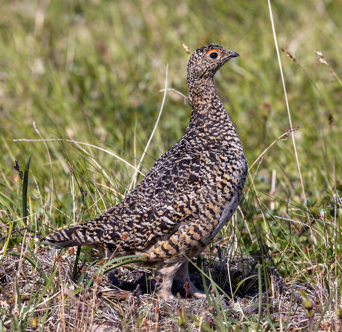 ライチョウ - ML638385809