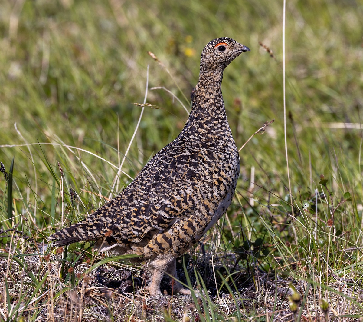 ライチョウ - ML638385810