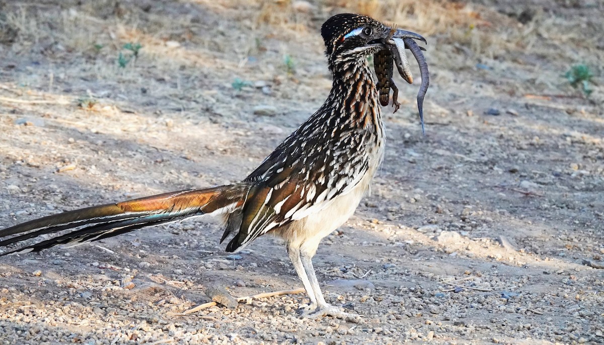 Correcaminos Grande - ML638385817