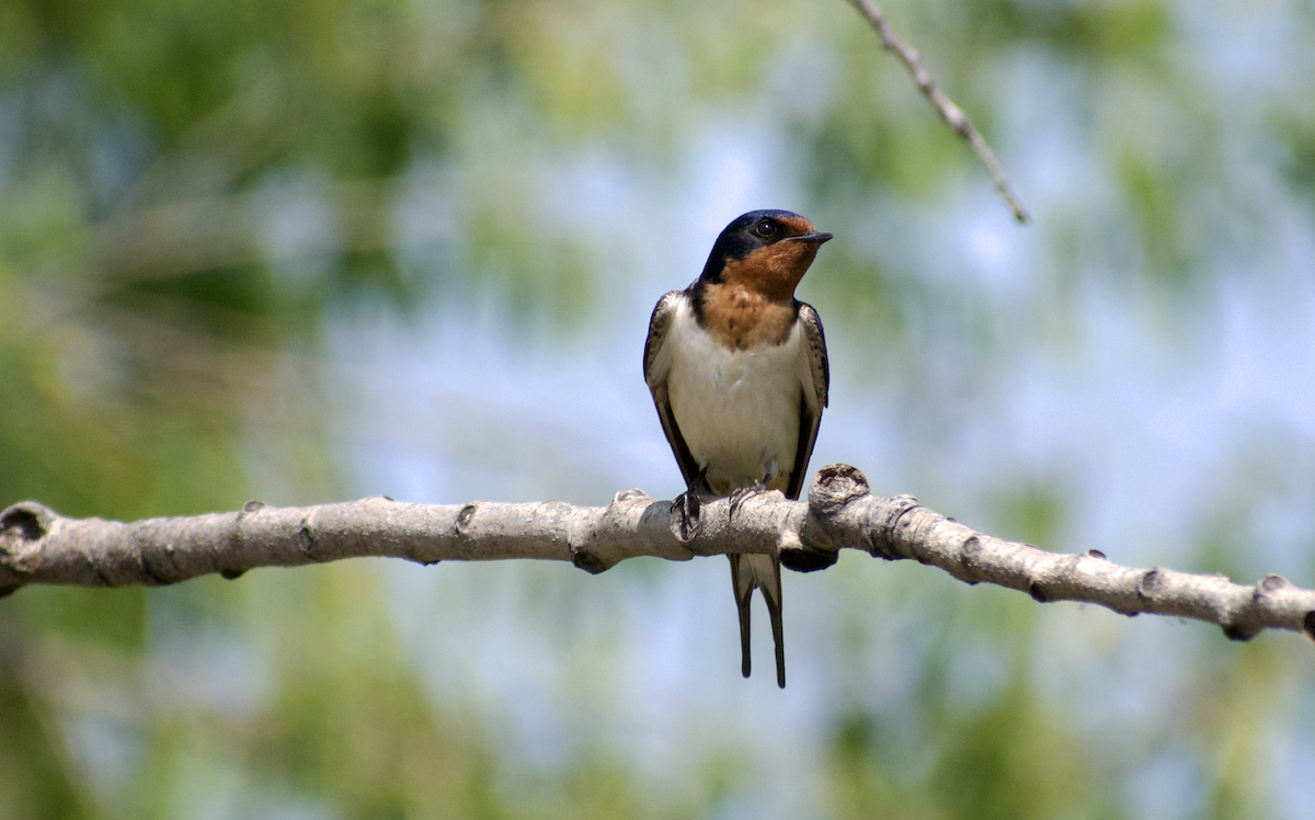 Golondrina Común - ML638385826