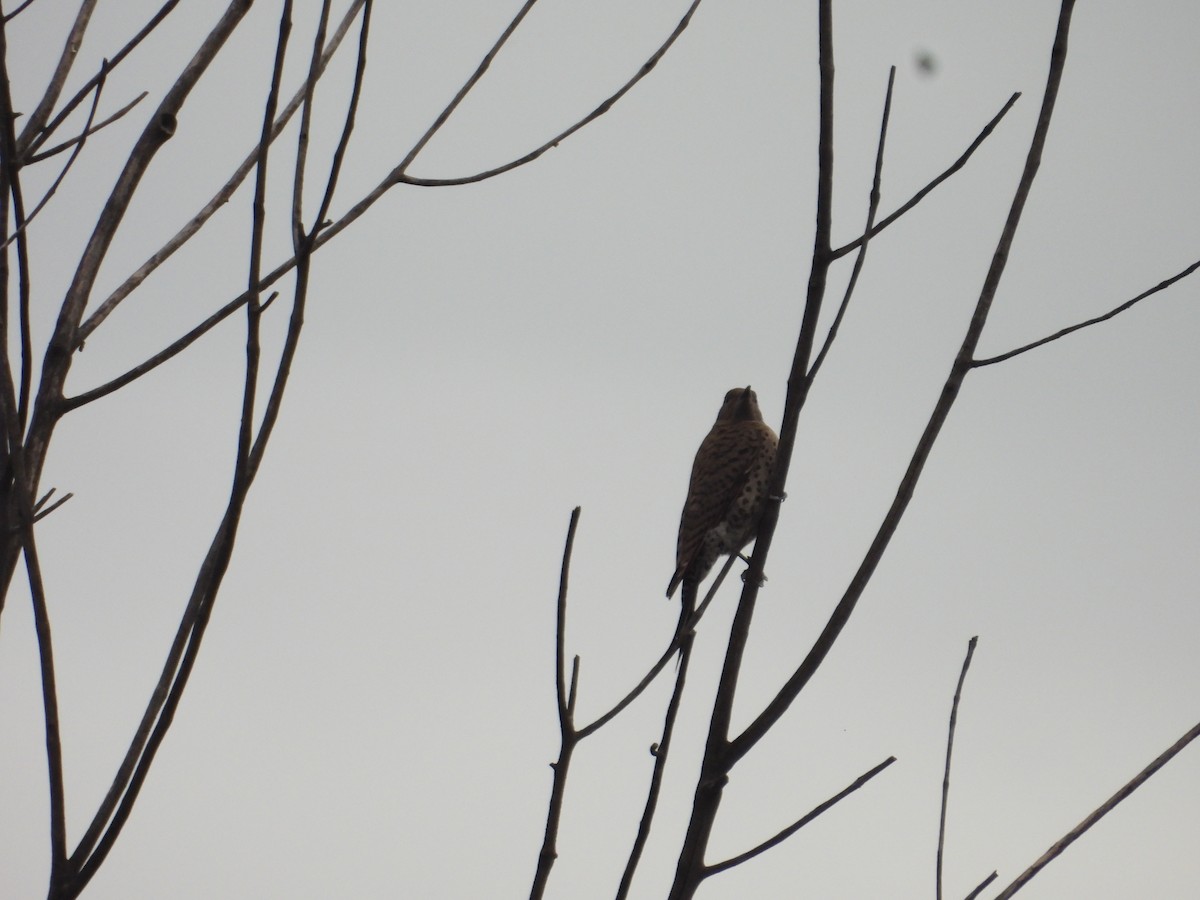 Carpintero Escapulario - ML638385833