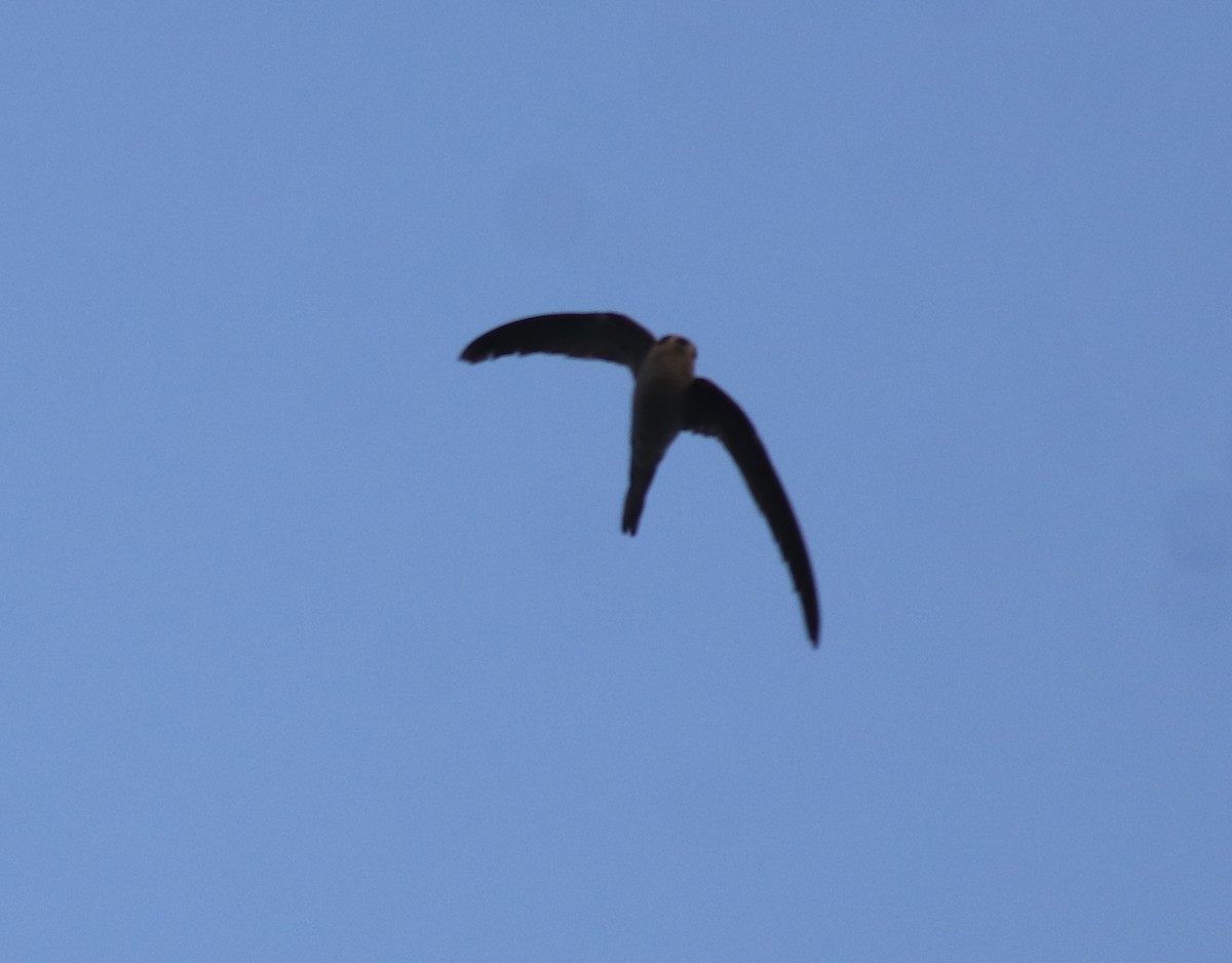 Asian Palm Swift - ML638385857