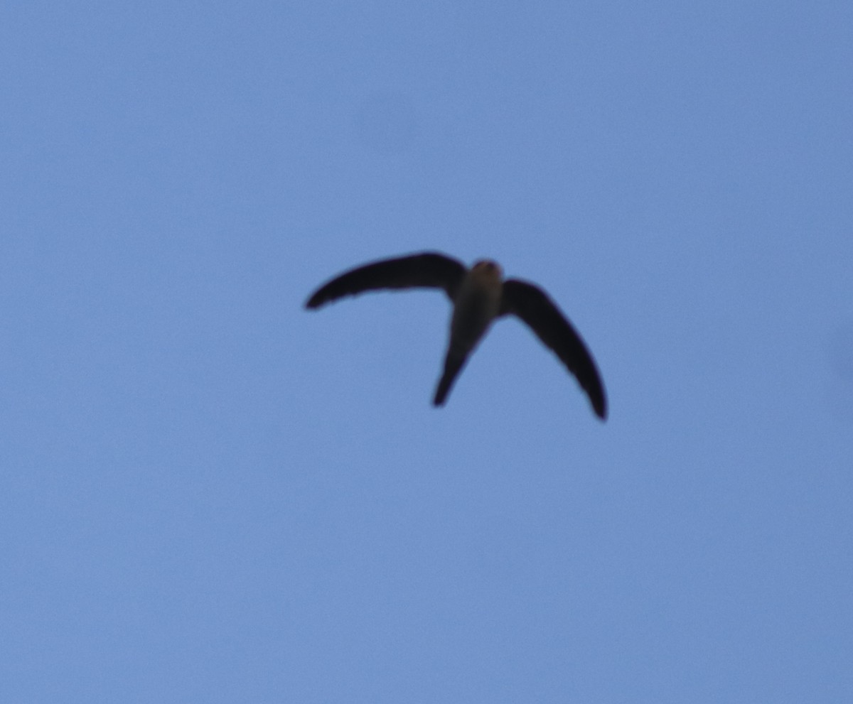 Asian Palm Swift - ML638385859