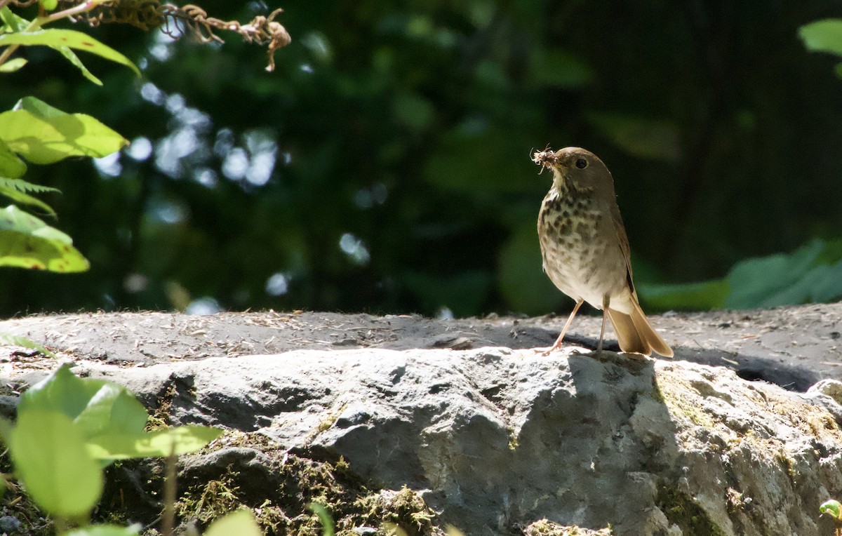 Swainson's Thrush - ML638385864