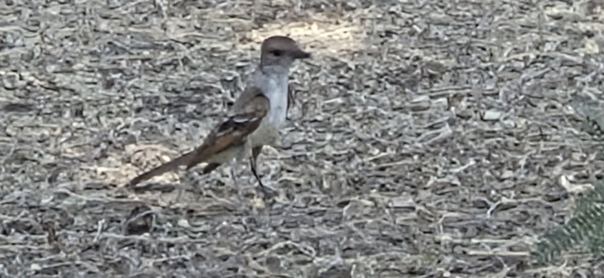 Ash-throated Flycatcher - ML638385865