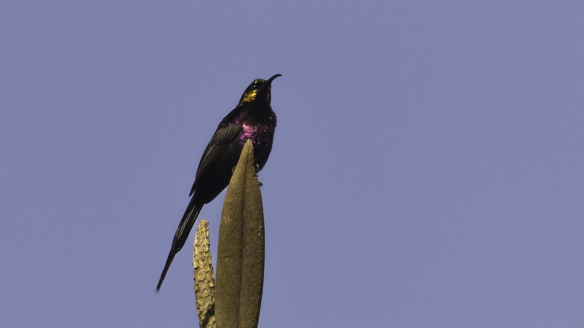 Tacazze Sunbird - ML638385866