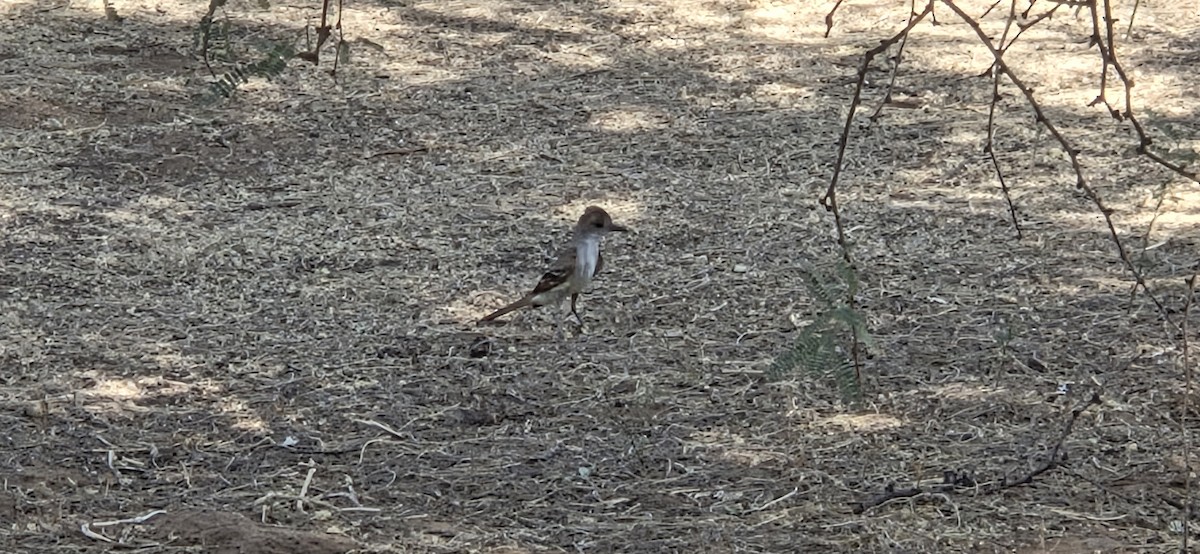 Ash-throated Flycatcher - ML638385867