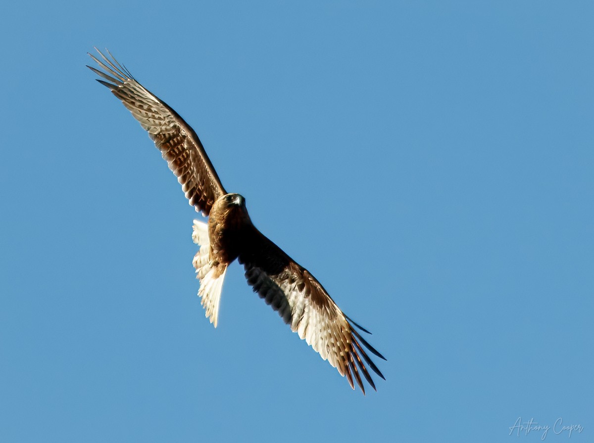 Black Kite - ML638385868