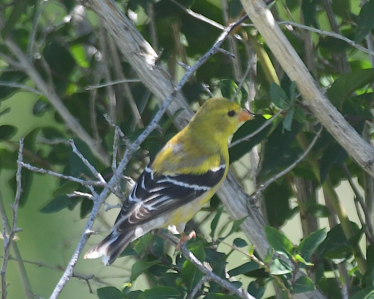 American Goldfinch - ML638385869