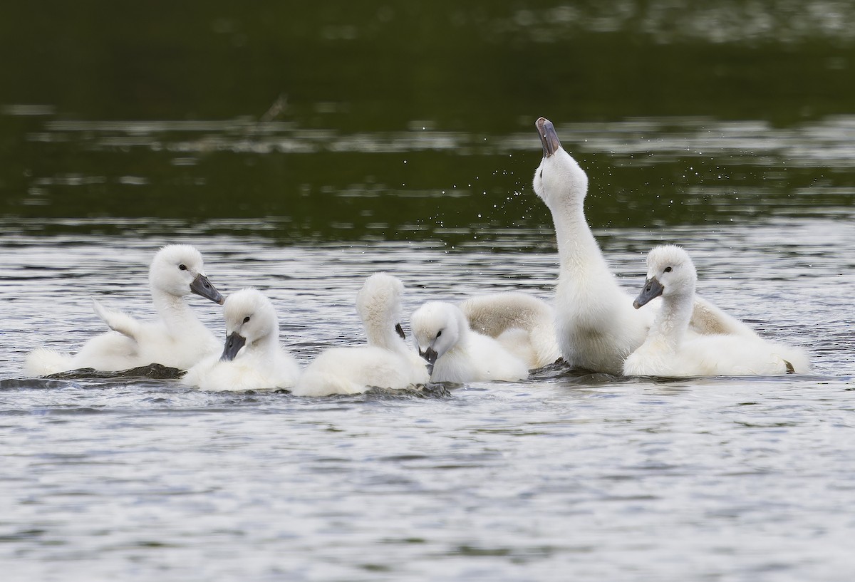 Mute Swan - ML638385877