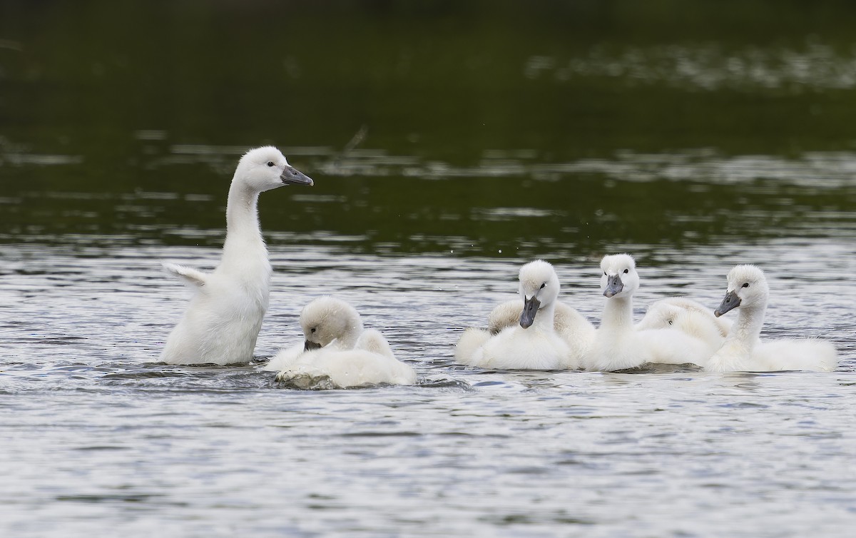 Mute Swan - ML638385879
