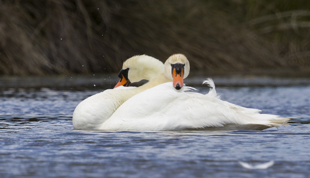 Mute Swan - ML638385880