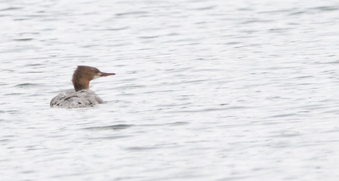 Common Merganser - ML638385881