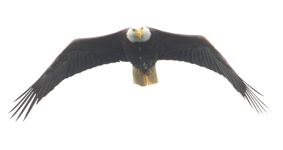 Bald Eagle - ML638385890