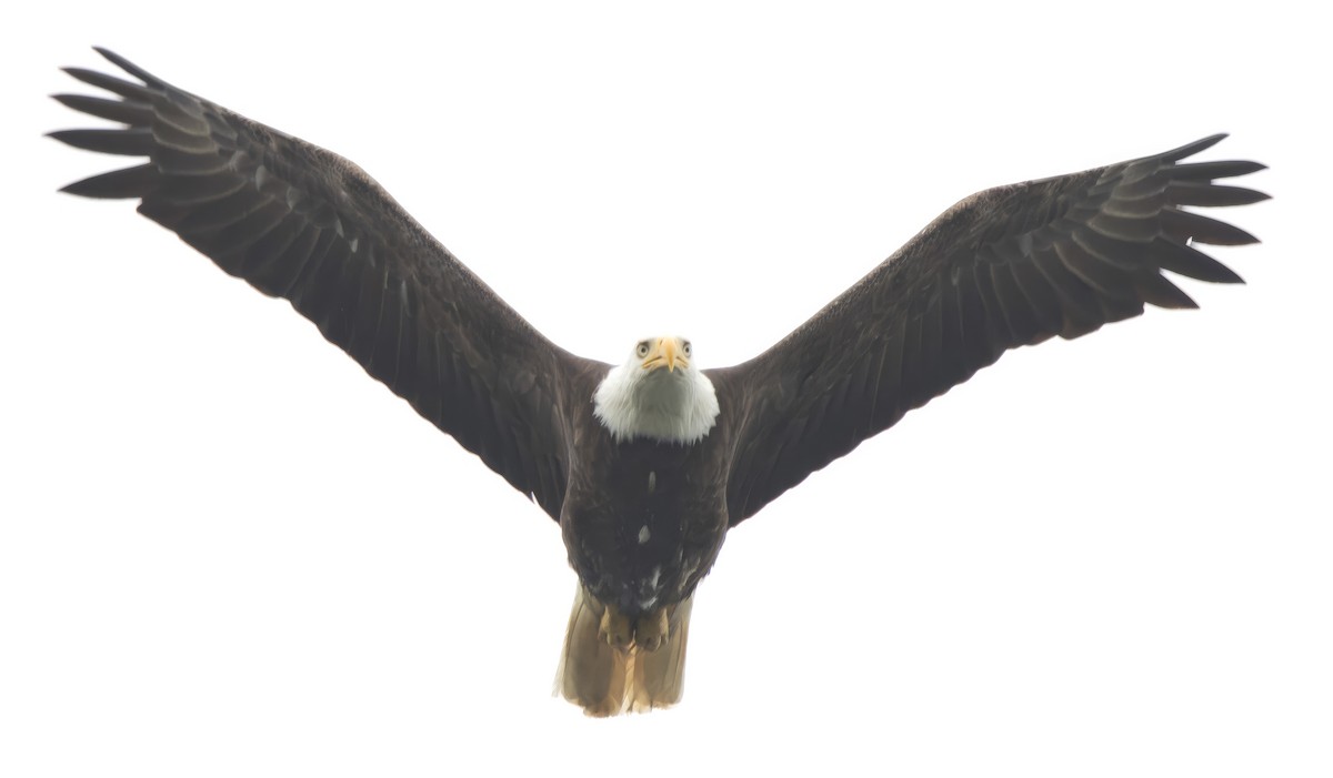 Bald Eagle - ML638385891