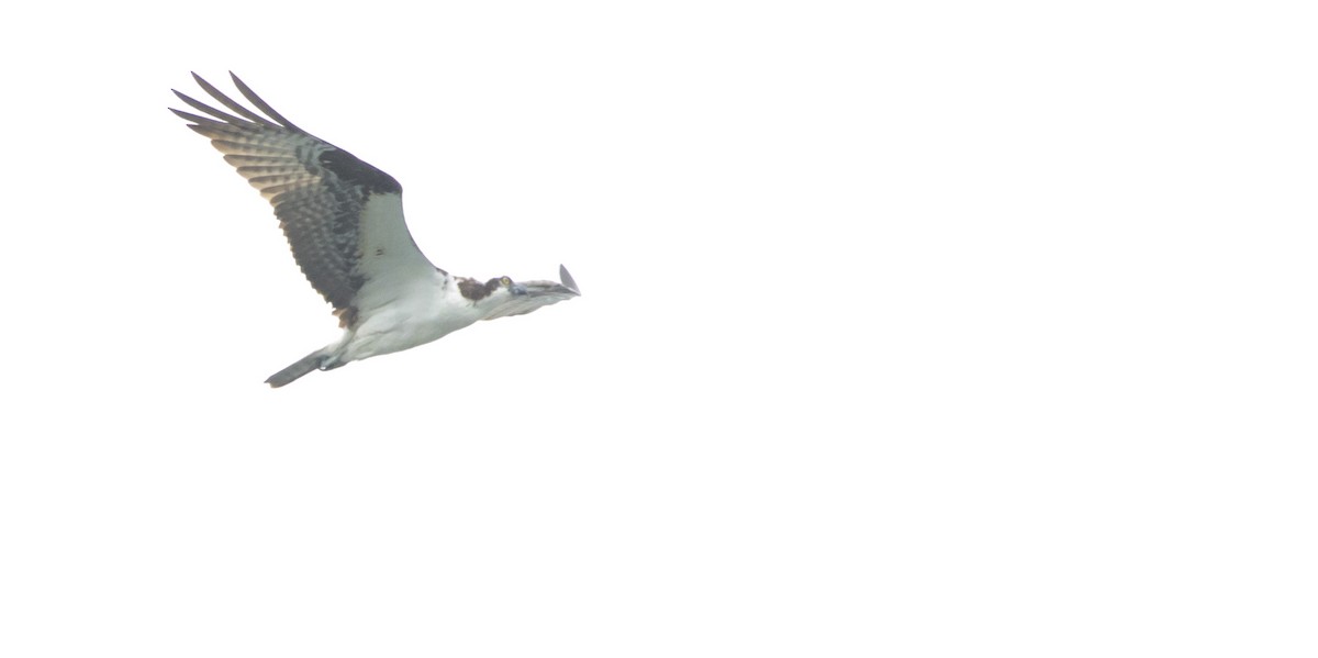Osprey - ML638385893