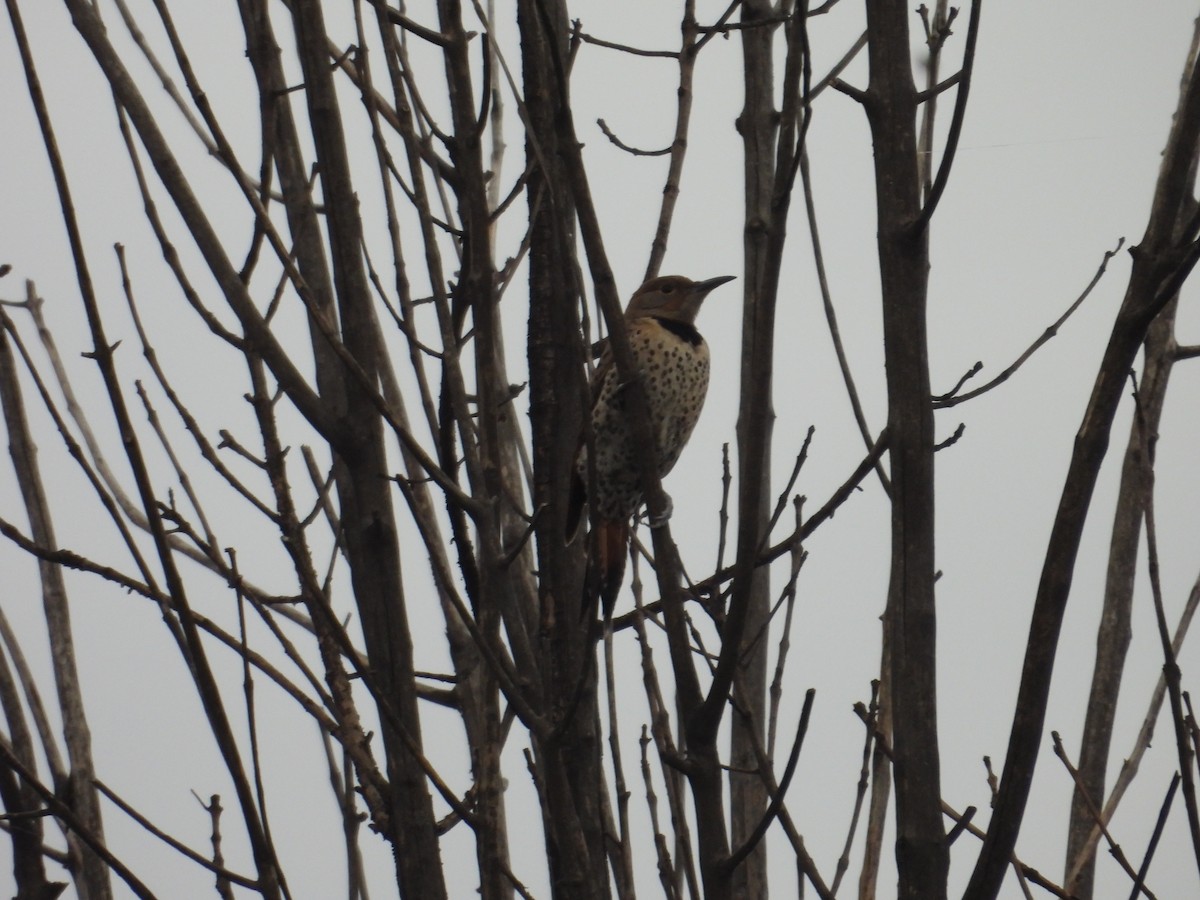 Northern Flicker - ML638385905